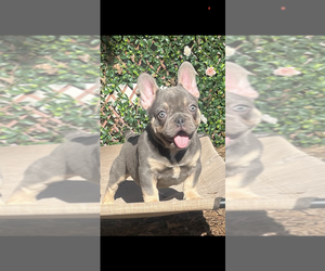 French Bulldog Puppy for sale in ROCK HILL, SC, USA