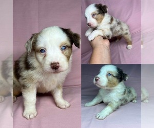 Miniature Australian Shepherd Puppy for sale in BROOKER, FL, USA