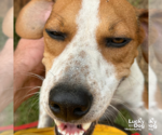 Small #1 Red Heeler Mix