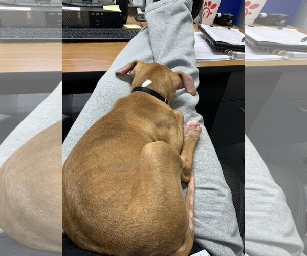 Medium Photo #35 American Pit Bull Terrier-Blue Lacy Mix Puppy For Sale in Rockaway, NJ, USA