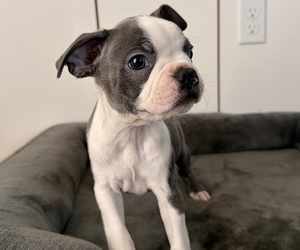 Boston Terrier Puppy for sale in MERCED, CA, USA