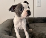 Small Boston Terrier