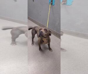 American Pit Bull Terrier-Unknown Mix Dogs for adoption in Las Vegas, NV, USA