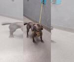 Small American Pit Bull Terrier Mix