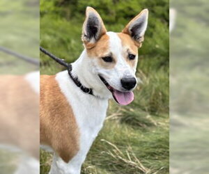 Mutt Dogs for adoption in Salinas, CA, USA
