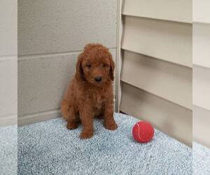 Goldendoodle (Miniature) Puppy for sale in ABBOTSFORD, WI, USA