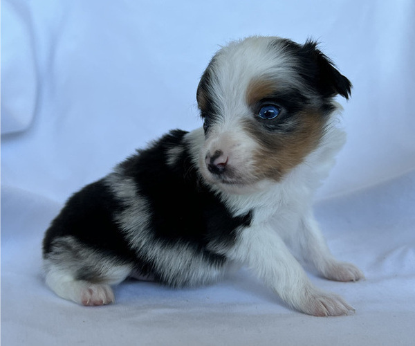 Medium Photo #8 Miniature Australian Shepherd Puppy For Sale in BEATTY, OR, USA