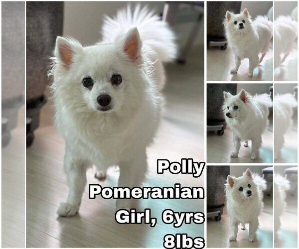 Medium Photo #1 Pomeranian Puppy For Sale in Seattle, WA, USA
