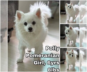 Pomeranian Dogs for adoption in Seattle, WA, USA