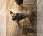 Small #7 Pug Mix