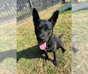 Mutt Dogs for adoption in Riverside, CA, USA