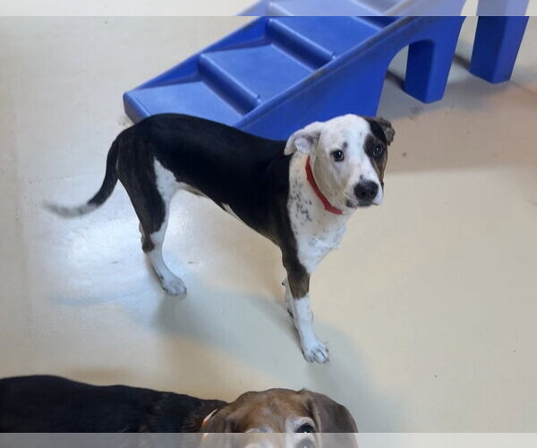 Medium Photo #3 Mutt Puppy For Sale in Menifee, CA, USA