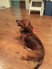 Dachshund Puppy for sale in LANSING, MI, USA