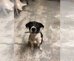 Small #7 Mutt