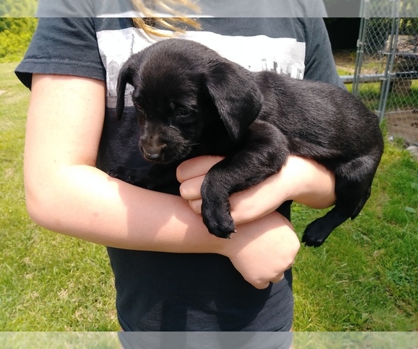 Medium Photo #1 Labrador Retriever Puppy For Sale in BELLEVUE, MI, USA