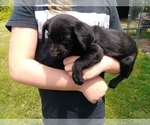 Small Photo #1 Labrador Retriever Puppy For Sale in BELLEVUE, MI, USA