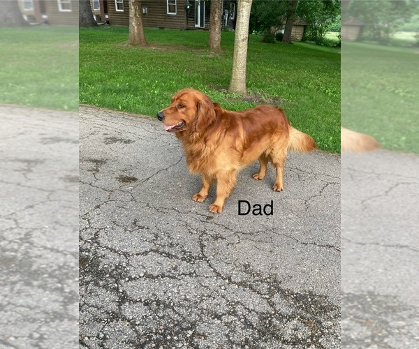 Medium Photo #12 Golden Retriever Puppy For Sale in COON VALLEY, WI, USA