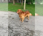 Small #11 Golden Retriever