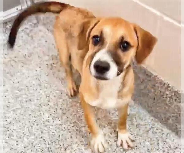 Medium Photo #1 Pointer-Unknown Mix Puppy For Sale in Houston, TX, USA