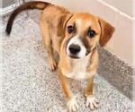 Small Pointer Mix