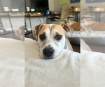 Small #2 Mutt
