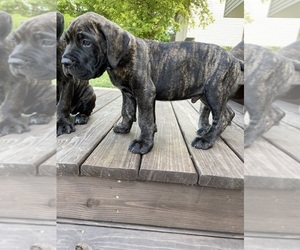 Cane Corso Puppy for Sale in MAYVILLE, Wisconsin USA