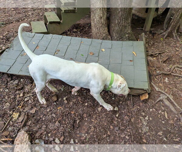 Medium Photo #3 Mutt Puppy For Sale in McCormick, SC, USA