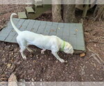 Small #2 Mutt