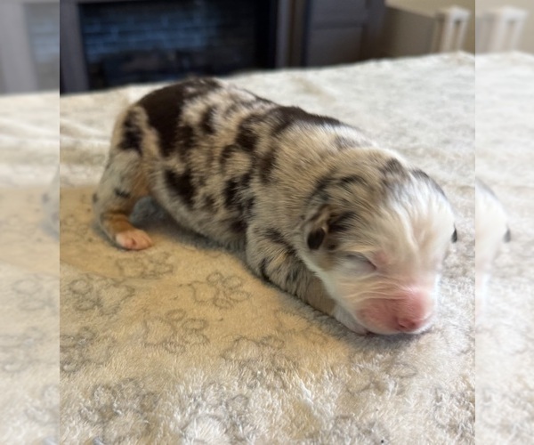 Medium Photo #15 Australian Shepherd Puppy For Sale in SALISBURY, NC, USA