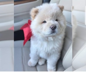 Chow Chow Puppy for sale in WASHINGTON, DC, USA
