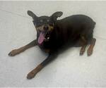 Small #3 Miniature Pinscher