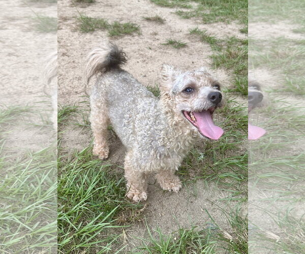 Medium Photo #2 Poodle (Miniature)-Unknown Mix Puppy For Sale in Eastman, GA, USA