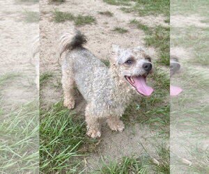 Scooter - Male Poodle (Miniature)-Unknown Mix Dog for Adoption - Photo #2