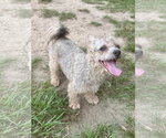 Small #1 Poodle (Miniature) Mix