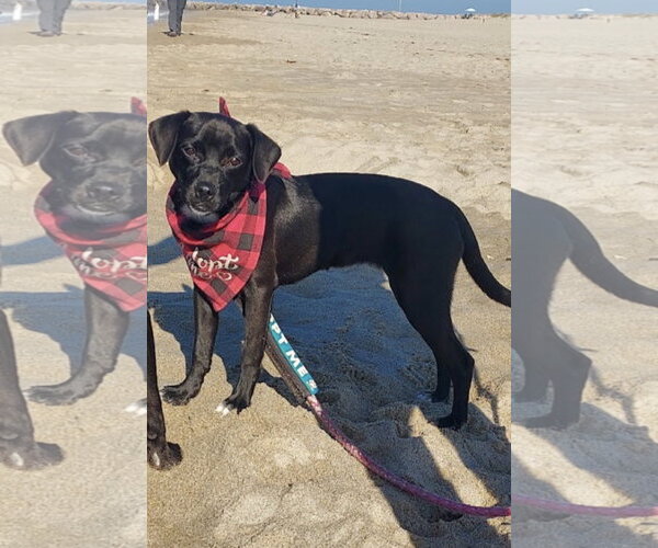 Medium Photo #5 Labrador Retriever-Unknown Mix Puppy For Sale in San Diego, CA, USA