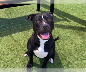 Mutt Dogs for adoption in Orange, CA, USA