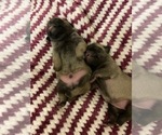 Small Photo #4 Pug Puppy For Sale in SUMTER, SC, USA