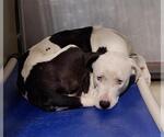 Small American Pit Bull Terrier