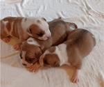 Puppy Puppy 3 American Bully