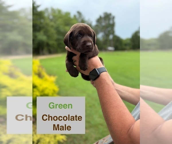 Medium Photo #2 Labrador Retriever Puppy For Sale in EASTMAN, GA, USA