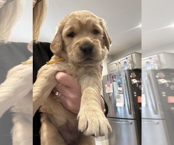 Medium Photo #1 Golden Retriever Puppy For Sale in GRAND RAPIDS, MI, USA