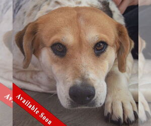 Basset Hound-Unknown Mix Dogs for adoption in Huntley, IL, USA