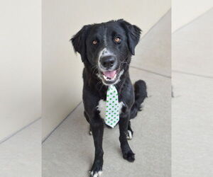 Border Collie-Unknown Mix Dogs for adoption in McKinney, TX, USA