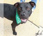 Small #27 American Pit Bull Terrier-Labrador Retriever Mix