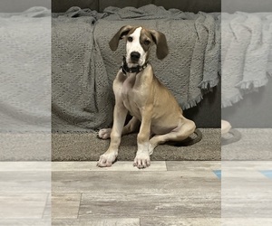 Great Dane Puppy for sale in BONNEY LAKE, WA, USA