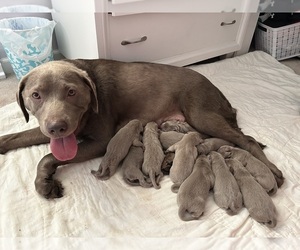 Labrador Retriever Puppy for Sale in JACKSONVILLE, Illinois USA