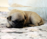 Small Photo #64 Pug Puppy For Sale in WINNSBORO, TX, USA