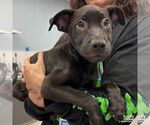 Small #2 Labrador Retriever Mix