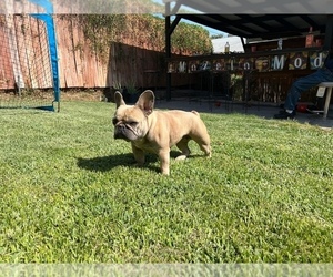 Mother of the French Bulldog puppies born on 07/26/2023