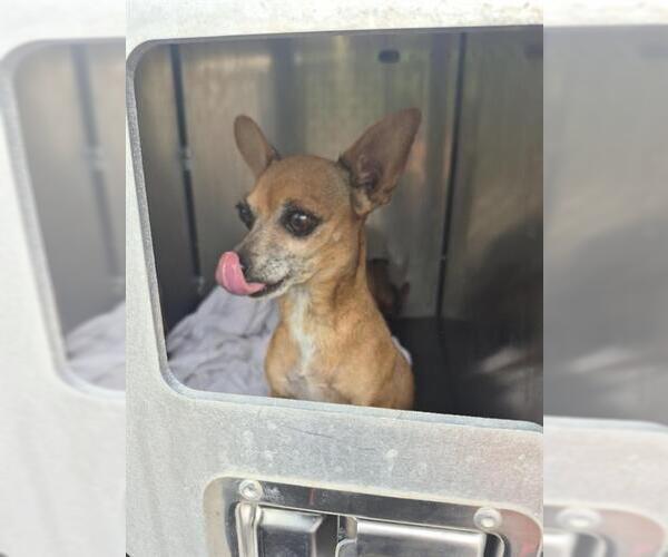 Medium Photo #1 Chihuahua-Unknown Mix Puppy For Sale in San Antonio, TX, USA